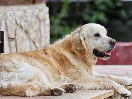 DIANA GOLDEN RETRIEVER