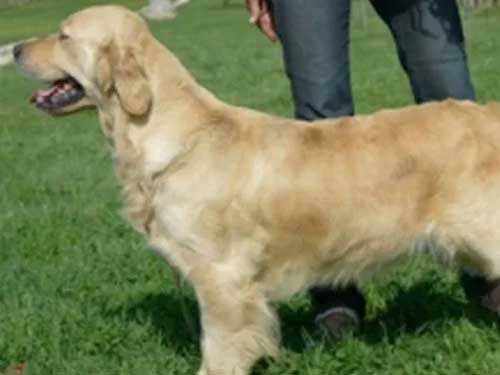 DIANA GOLDEN RETRIEVER