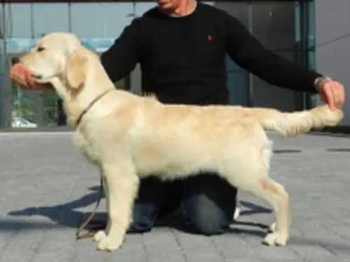 DIANA GOLDEN RETRIEVER