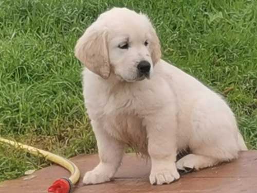 LOGAN GOLDEN RETRIEVER