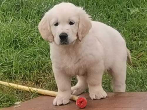 LOGAN GOLDEN RETRIEVER