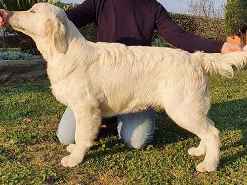 LOGAN GOLDEN RETRIEVER