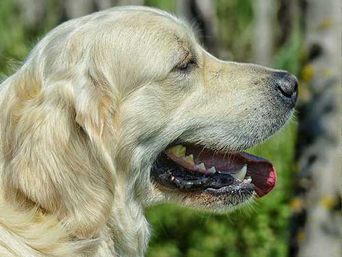 LOGAN GOLDEN RETRIEVER