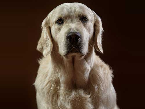 LOGAN GOLDEN RETRIEVER