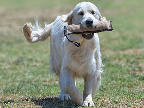 MIURA GOLDEN RETRIEVER