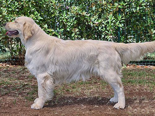 miura GOLDEN RETRIEVER