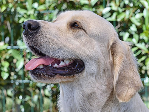 miura GOLDEN RETRIEVER