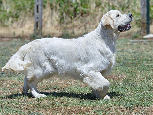 miura GOLDEN RETRIEVER