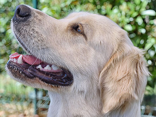 miura GOLDEN RETRIEVER