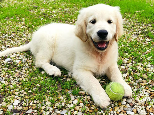 miura GOLDEN RETRIEVER