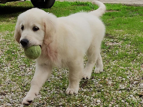 miura GOLDEN RETRIEVER