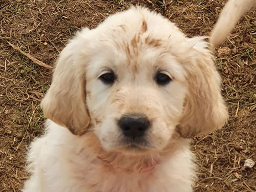 miura GOLDEN RETRIEVER