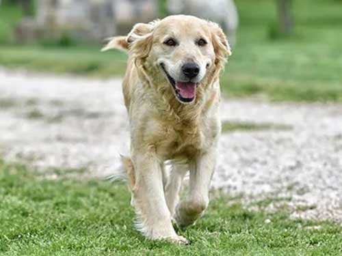NOCCIOLINA GOLDEN RETRIEVER