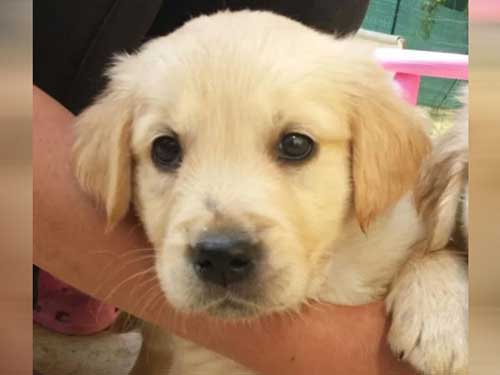 NOCCIOLINA GOLDEN RETRIEVER