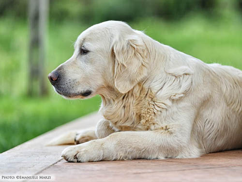 SUMMY GOLDEN RETRIEVER