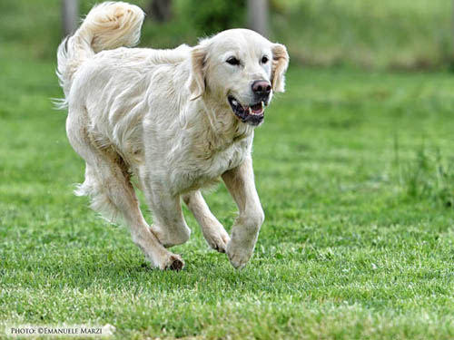 SUMMY GOLDEN RETRIEVER