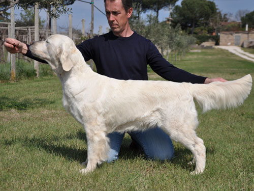 SUMMY GOLDEN RETRIEVER