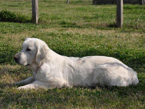 SUMMY GOLDEN RETRIEVER