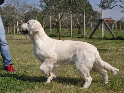 SUMMY GOLDEN RETRIEVER