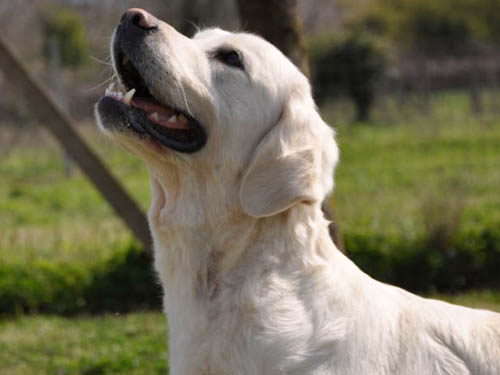 SUMMY GOLDEN RETRIEVER