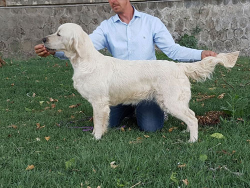 SUMMY GOLDEN RETRIEVER