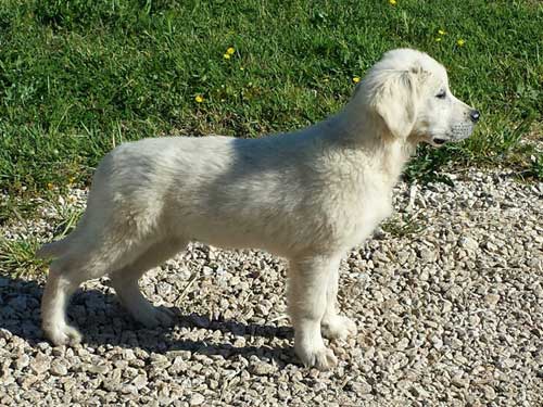SUMMY GOLDEN RETRIEVER