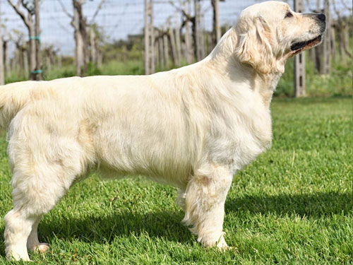 SUPPLI' GOLDEN RETRIEVER