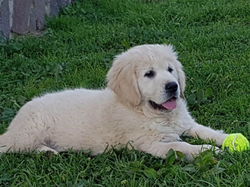 SUPPLI' GOLDEN RETRIEVER