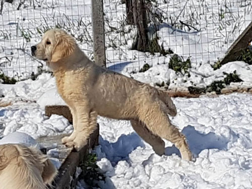 SUPPLI' GOLDEN RETRIEVER