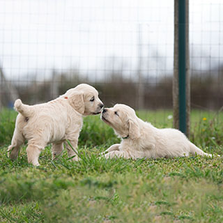 Cuccioli Golden Retriever Roma