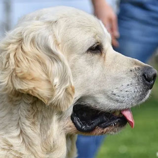 Allevamento Golden Retriever Roma