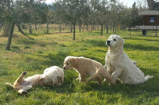 Allevamento Golden Retriever Roma