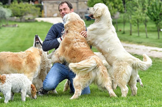 Allevamento Golden Retriever Roma