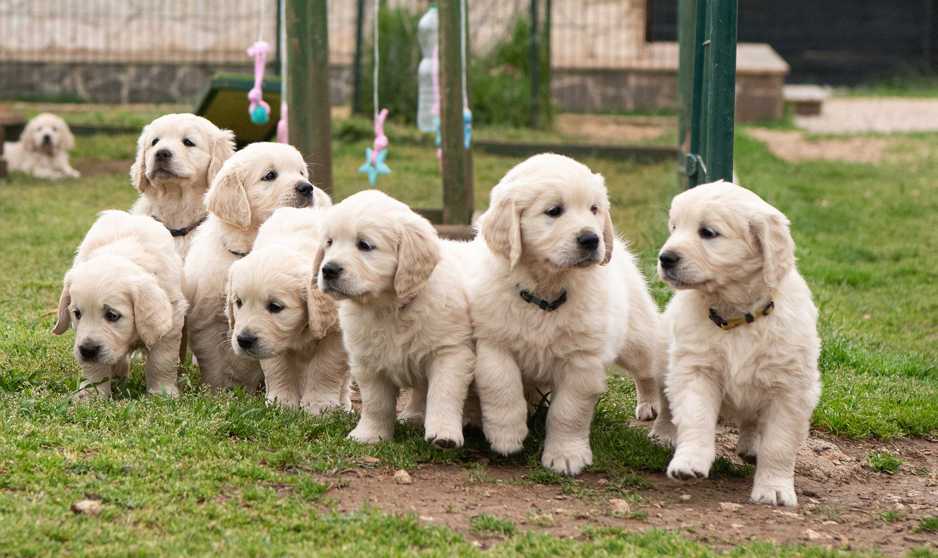 Cuccioli di Golden Retriever