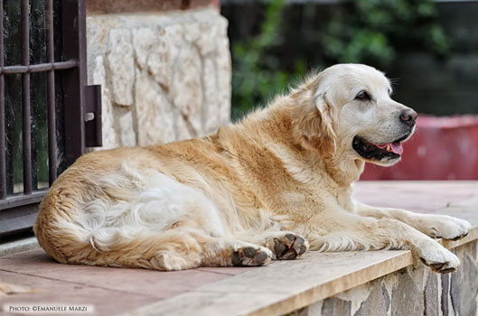 Femmine di Golden Retriver