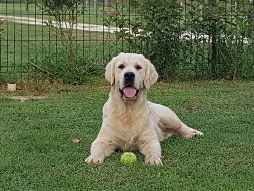 GOLDEN RETRIEVER MARRONE