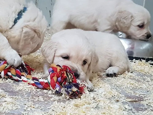 CUCCIOLI GOLDEN RETRIEVER