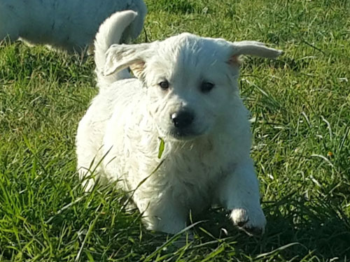 CUCCIOLO GOLDEN RETRIEVER