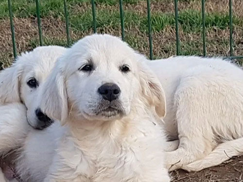 CUCCIOLI GOLDEN RETRIEVER