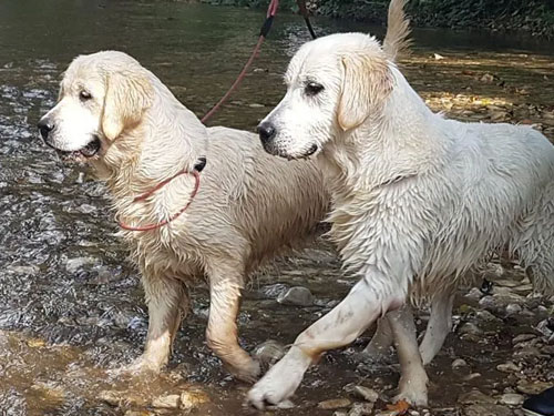 GOLDEN RETRIEVER