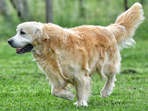 ALLEVAMENTO GOLDEN RETRIEVER