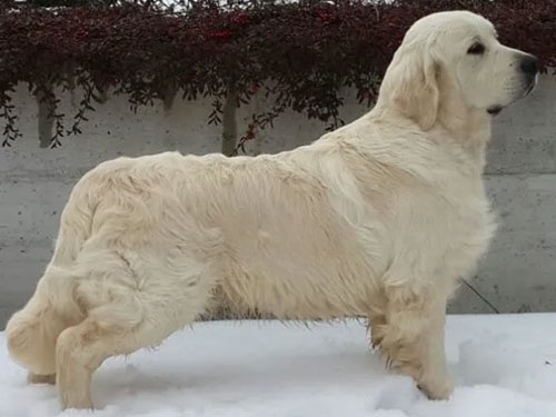 ALLEVAMENTO GOLDEN RETRIEVER