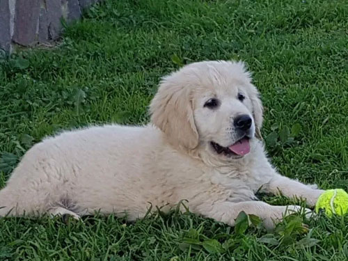 CUCCIOLO GOLDEN RETRIEVER