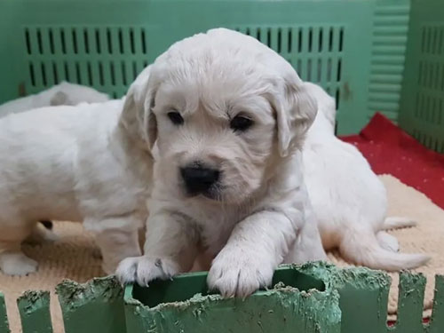 CUCCIOLATA GOLDEN RETRIEVER