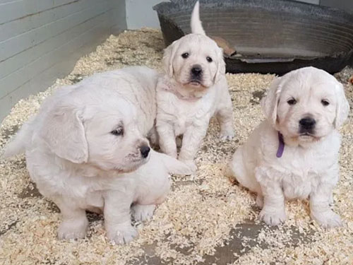 CUCCIOLATA GOLDEN RETRIEVER