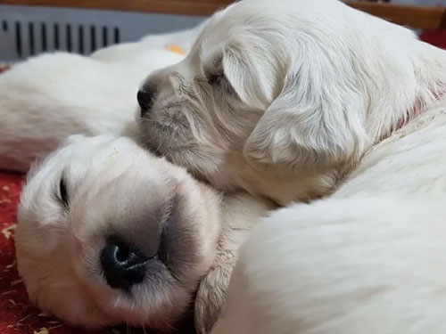 CUCCIOLO GOLDEN RETRIEVER