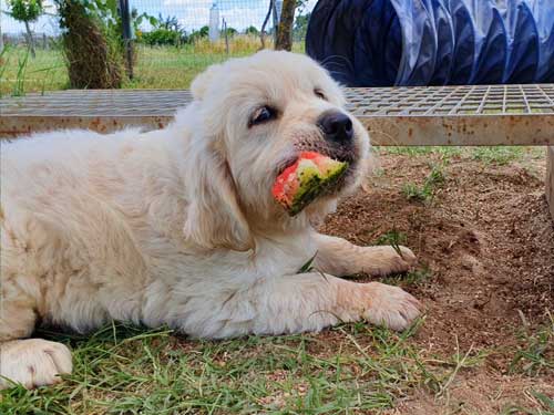 CUCCIOLO GOLDEN RETRIEVER