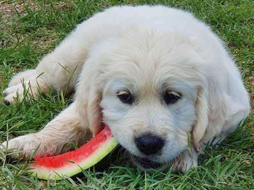 CUCCIOLATA GOLDEN RETRIEVER