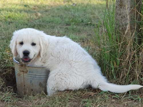 CUCCIOLO GOLDEN RETRIEVER