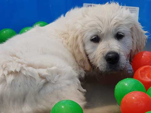 CUCCIOLO GOLDEN RETRIEVER